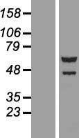 TTI2 / C8orf41 Protein - Western validation with an anti-DDK antibody * L: Control HEK293 lysate R: Over-expression lysate