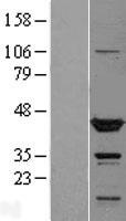 TTL Protein - Western validation with an anti-DDK antibody * L: Control HEK293 lysate R: Over-expression lysate