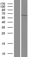 TTLL11 Protein - Western validation with an anti-DDK antibody * L: Control HEK293 lysate R: Over-expression lysate