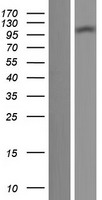 TTLL7 Protein - Western validation with an anti-DDK antibody * L: Control HEK293 lysate R: Over-expression lysate