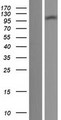 TTLL7 Protein - Western validation with an anti-DDK antibody * L: Control HEK293 lysate R: Over-expression lysate