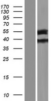 TTLL9 Protein - Western validation with an anti-DDK antibody * L: Control HEK293 lysate R: Over-expression lysate