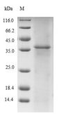 TTN / Titin Protein - (Tris-Glycine gel) Discontinuous SDS-PAGE (reduced) with 5% enrichment gel and 15% separation gel.