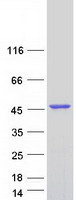TTPAL / C20orf121 Protein - Purified recombinant protein TTPAL was analyzed by SDS-PAGE gel and Coomassie Blue Staining