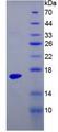 TTR / Transthyretin Protein - Recombinant Transthyretin By SDS-PAGE