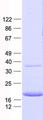 TTR / Transthyretin Protein