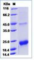 TTR / Transthyretin Protein