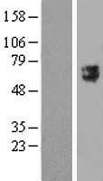 TTYH2 Protein - Western validation with an anti-DDK antibody * L: Control HEK293 lysate R: Over-expression lysate