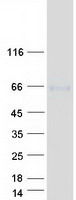 TTYH2 Protein - Purified recombinant protein TTYH2 was analyzed by SDS-PAGE gel and Coomassie Blue Staining