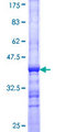 TUB / Tubby Protein - 12.5% SDS-PAGE Stained with Coomassie Blue.