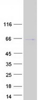 TUB / Tubby Protein - Purified recombinant protein TUB was analyzed by SDS-PAGE gel and Coomassie Blue Staining
