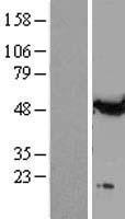 TUBA1A / Tubulin Alpha 1a Protein - Western validation with an anti-DDK antibody * L: Control HEK293 lysate R: Over-expression lysate