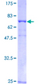 TUBA1A / Tubulin Alpha 1a Protein - 12.5% SDS-PAGE of human TUBA1A stained with Coomassie Blue