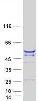 TUBA1A / Tubulin Alpha 1a Protein - Purified recombinant protein TUBA1A was analyzed by SDS-PAGE gel and Coomassie Blue Staining