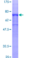 TUBA1B / Tubulin Alpha 1B Protein - 12.5% SDS-PAGE of human TUBA1B stained with Coomassie Blue