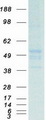TUBA1B / Tubulin Alpha 1B Protein - Purified recombinant protein TUBA1B was analyzed by SDS-PAGE gel and Coomassie Blue Staining