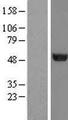 TUBA1C / Tubulin Alpha 1C Protein - Western validation with an anti-DDK antibody * L: Control HEK293 lysate R: Over-expression lysate