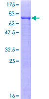 TUBA1C / Tubulin Alpha 1C Protein - 12.5% SDS-PAGE of human TUBA6 stained with Coomassie Blue