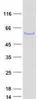 TUBA1C / Tubulin Alpha 1C Protein - Purified recombinant protein TUBA1C was analyzed by SDS-PAGE gel and Coomassie Blue Staining