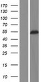 TUBA3C / Tubulin Alpha 3C Protein - Western validation with an anti-DDK antibody * L: Control HEK293 lysate R: Over-expression lysate