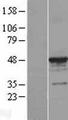 TUBA3C / Tubulin Alpha 3C Protein - Western validation with an anti-DDK antibody * L: Control HEK293 lysate R: Over-expression lysate