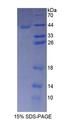 TUBA3C / Tubulin Alpha 3C Protein - Recombinant  Tubulin Alpha 3C By SDS-PAGE