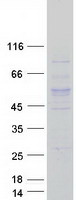 TUBA3C / Tubulin Alpha 3C Protein - Purified recombinant protein TUBA3C was analyzed by SDS-PAGE gel and Coomassie Blue Staining