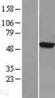 TUBA3D / Tubulin Alpha 3D Protein - Western validation with an anti-DDK antibody * L: Control HEK293 lysate R: Over-expression lysate