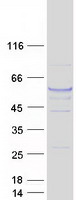 TUBA3E / Tubulin Alpha 3E Protein - Purified recombinant protein TUBA3E was analyzed by SDS-PAGE gel and Coomassie Blue Staining