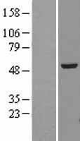 TUBA4A / TUBA1 Protein - Western validation with an anti-DDK antibody * L: Control HEK293 lysate R: Over-expression lysate