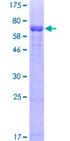 TUBA4A / TUBA1 Protein - 12.5% SDS-PAGE of human TUBA1 stained with Coomassie Blue