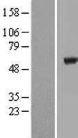TUBA8 / Tubulin Alpha 8 Protein - Western validation with an anti-DDK antibody * L: Control HEK293 lysate R: Over-expression lysate