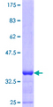 TUBA8 / Tubulin Alpha 8 Protein - 12.5% SDS-PAGE Stained with Coomassie Blue.