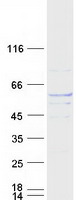TUBA8 / Tubulin Alpha 8 Protein - Purified recombinant protein TUBA8 was analyzed by SDS-PAGE gel and Coomassie Blue Staining