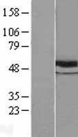 TUBB / Beta Tubulin Protein - Western validation with an anti-DDK antibody * L: Control HEK293 lysate R: Over-expression lysate