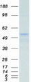 TUBB / Beta Tubulin Protein - Purified recombinant protein TUBB was analyzed by SDS-PAGE gel and Coomassie Blue Staining