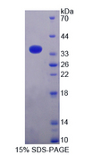 TUBB1 / Tubulin Beta 1 Protein - Recombinant  Tubulin Beta 1 By SDS-PAGE