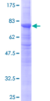 TUBB2A / Tubulin Beta 2A Protein - 12.5% SDS-PAGE of human TUBB2A stained with Coomassie Blue