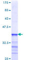 TUBB2A / Tubulin Beta 2A Protein - 12.5% SDS-PAGE Stained with Coomassie Blue.