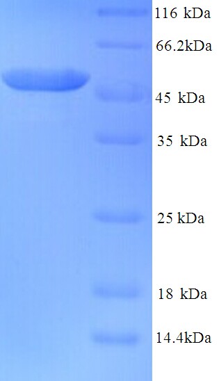 TUBB2A / Tubulin Beta 2A Protein