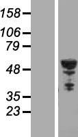 TUBB2B / Tubulin Beta 2B Protein - Western validation with an anti-DDK antibody * L: Control HEK293 lysate R: Over-expression lysate
