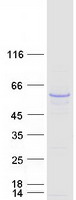 TUBB2B / Tubulin Beta 2B Protein - Purified recombinant protein TUBB2B was analyzed by SDS-PAGE gel and Coomassie Blue Staining