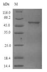 TUBB4 / Tubulin Beta 4 Protein - (Tris-Glycine gel) Discontinuous SDS-PAGE (reduced) with 5% enrichment gel and 15% separation gel.