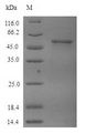 TUBB4 / Tubulin Beta 4 Protein - (Tris-Glycine gel) Discontinuous SDS-PAGE (reduced) with 5% enrichment gel and 15% separation gel.