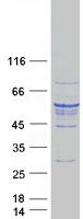 TUBB4 / Tubulin Beta 4 Protein - Purified recombinant protein TUBB4A was analyzed by SDS-PAGE gel and Coomassie Blue Staining