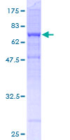 TUBB4B / Tubulin Beta 4B Protein - 12.5% SDS-PAGE of human TUBB4B stained with Coomassie Blue