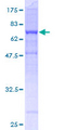 TUBB4B / Tubulin Beta 4B Protein - 12.5% SDS-PAGE of human TUBB4B stained with Coomassie Blue