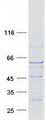 TUBB6 / Tubulin Beta 6 Protein - Purified recombinant protein TUBB6 was analyzed by SDS-PAGE gel and Coomassie Blue Staining