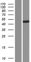 TUBB8 / Tubulin Beta 8 Protein - Western validation with an anti-DDK antibody * L: Control HEK293 lysate R: Over-expression lysate