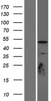TUBD1 / Tubulin Delta Protein - Western validation with an anti-DDK antibody * L: Control HEK293 lysate R: Over-expression lysate